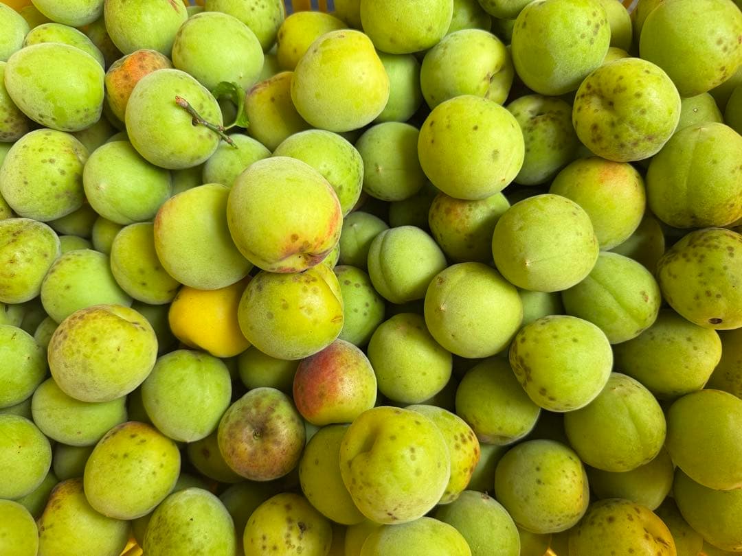 和歌山県みなべ町 「農薬不使用」南高梅 3L4L約5キロ