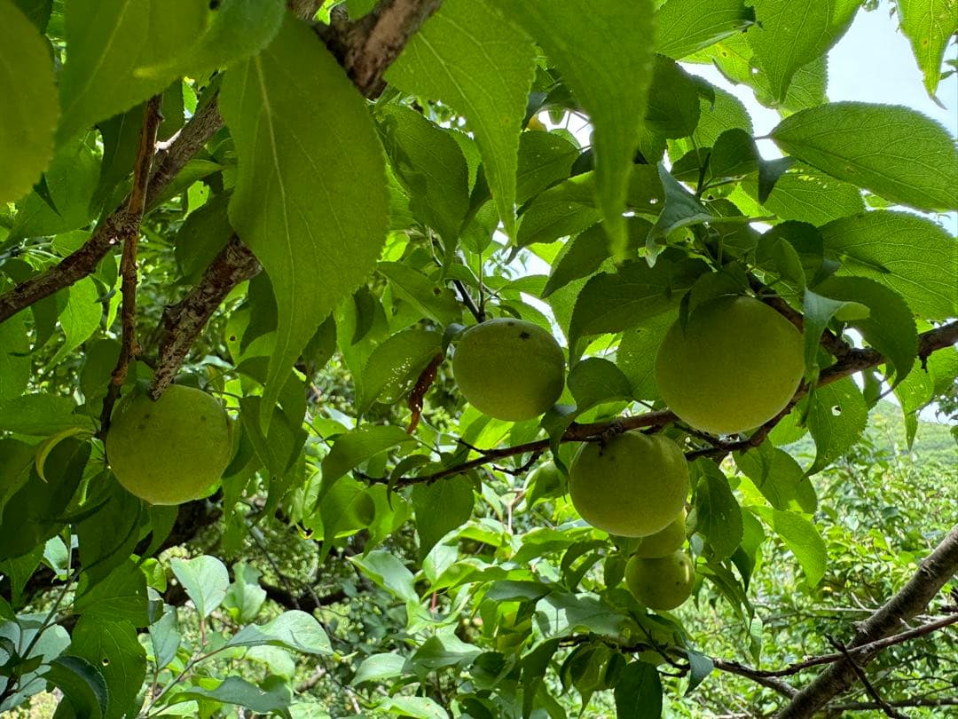和歌山県みなべ町 「農薬不使用」南高梅 3L4L約5キロ