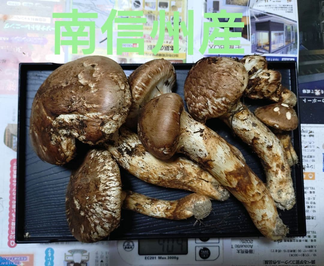 長野県　南信州産　松茸　404g