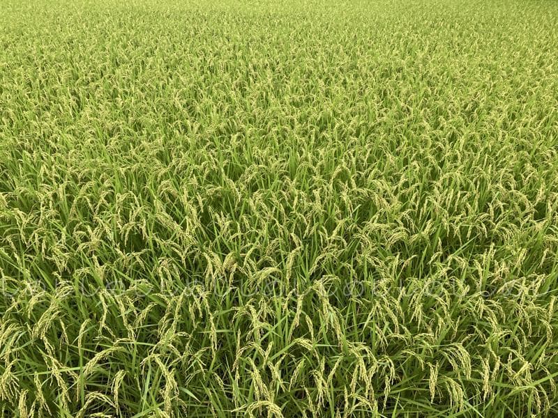 魚沼産コシヒカリ　令和7年産　白米　10キロ　米農家直送③