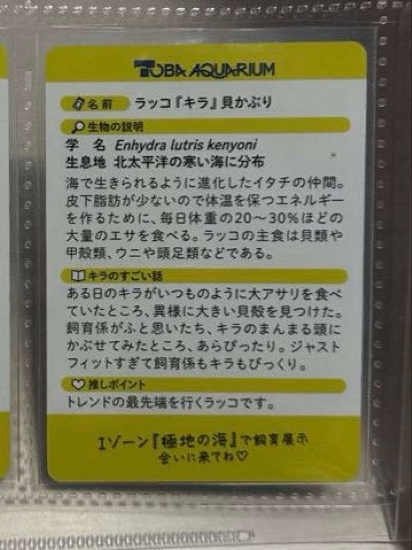 鳥羽水族館 70th コレクションカード レア キラちゃん