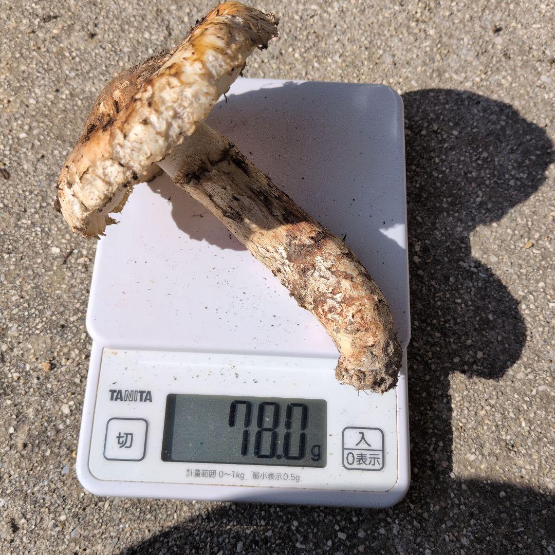 松茸　広島県産