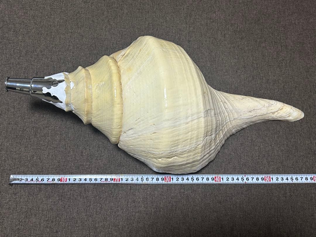 鎌*士様 超特大！全長約60cm！ アラフラオオニシ　法螺貝　 ほら貝　楽器