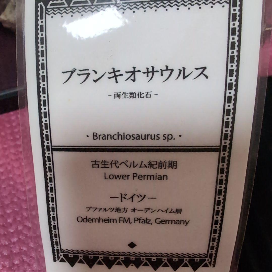 古生代ベルム紀前期　両生類ブランキオサウルス　化石　ドイツ　ラベル　専用台座付き