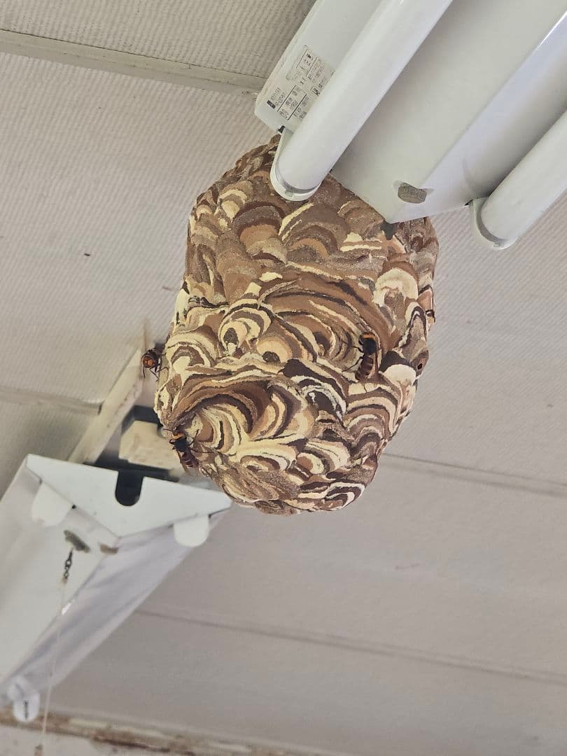 スズメバチの巣 大きい 茶色とクリーム色