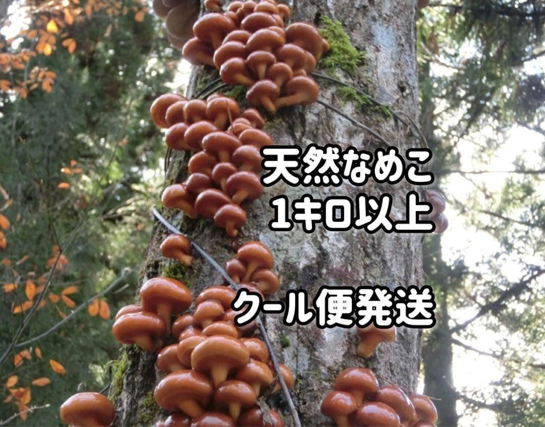 【てし様】岐阜県産　天然なめこ