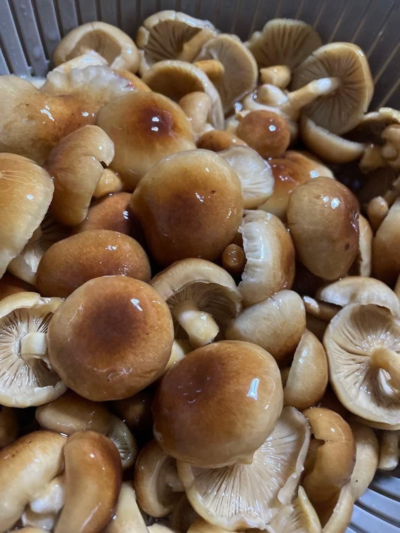 【てし様】岐阜県産　天然なめこ