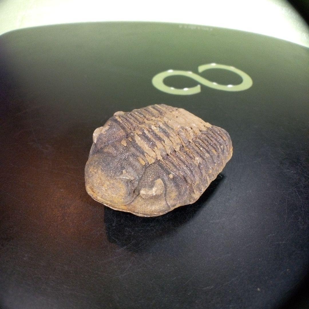 三葉虫　化石　fossil　ボリビア産　trilobite　ノジュール判別⑩