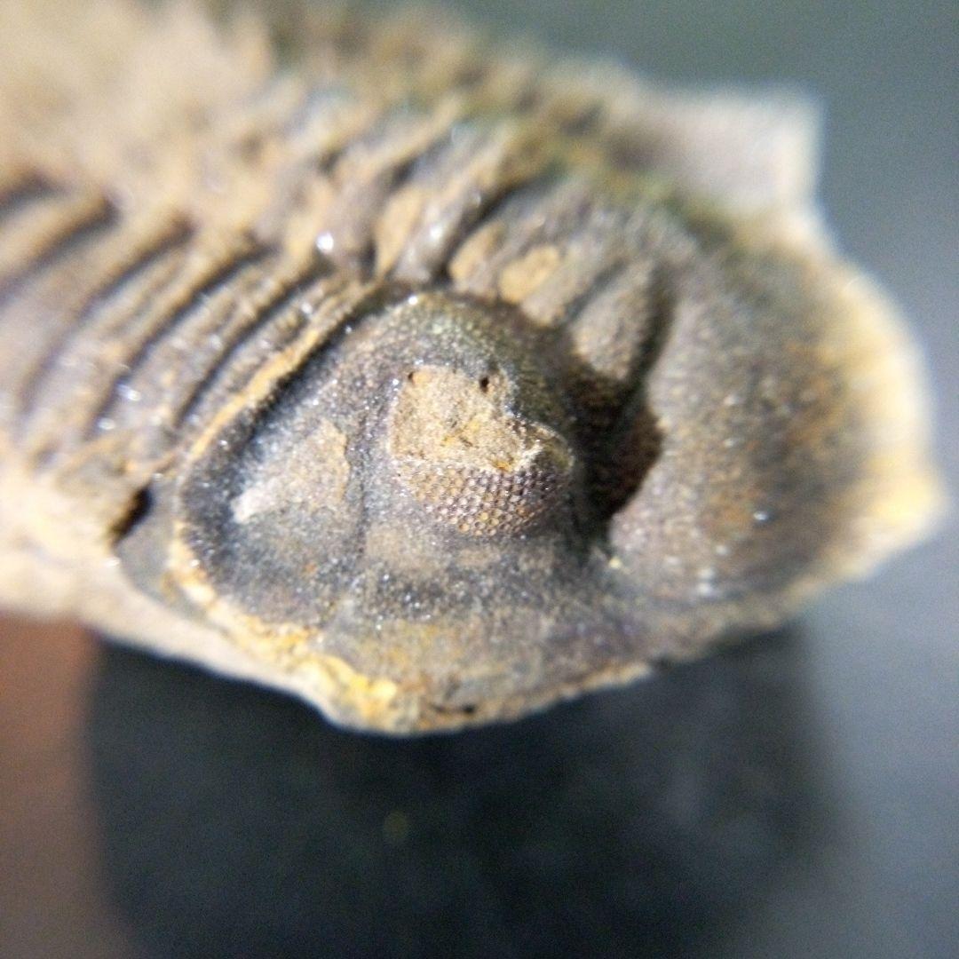 三葉虫　化石　fossil　ボリビア産　trilobite　ノジュール判別⑩