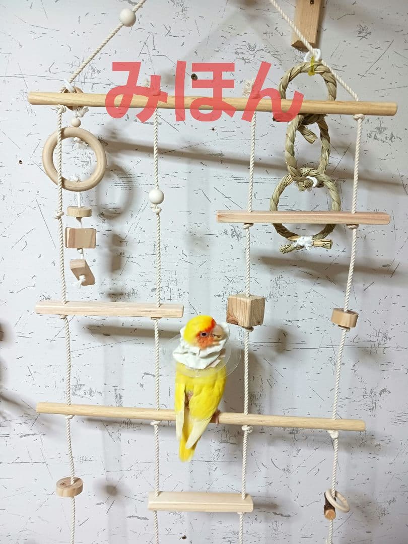 9　インコ　吊り下げアスレチック(大)　ブランコ　止まり木