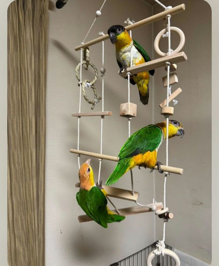 9　インコ　吊り下げアスレチック(大)　ブランコ　止まり木