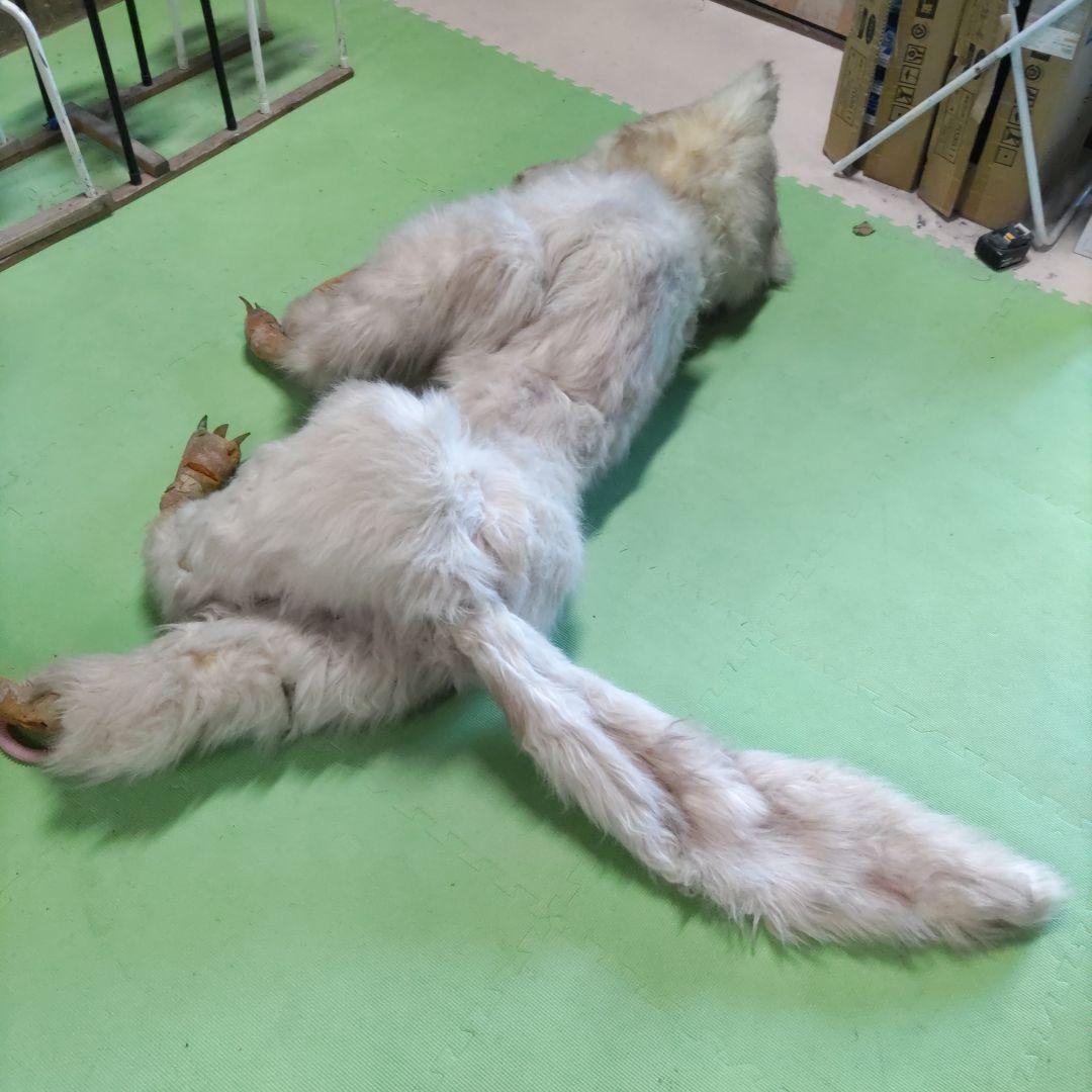 【激レア】劇団★新感線の小道具　オオカミ（LOST SEVEN　1999年公演）