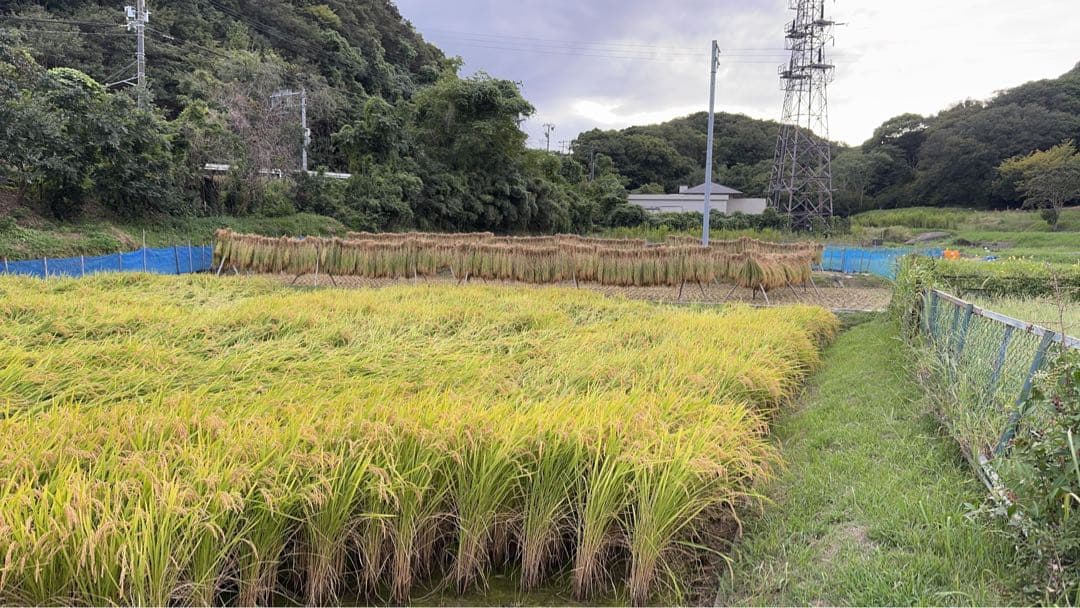 R7年度　兵庫県　南あわじ市産　お米10キロ　無洗米