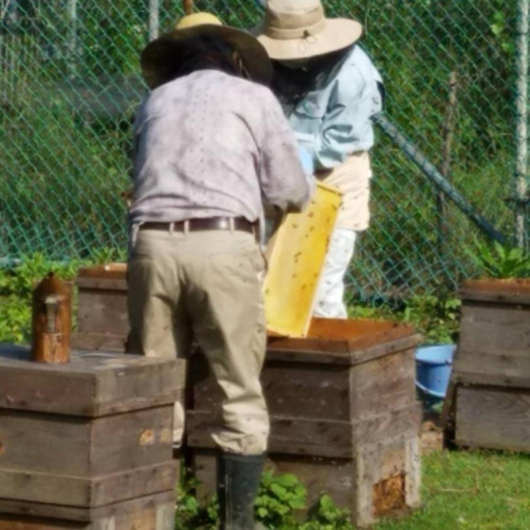 【限定結晶品】国産 無添加 非加熱　純粋生蜂蜜　山の花々のはちみつ　600g×2