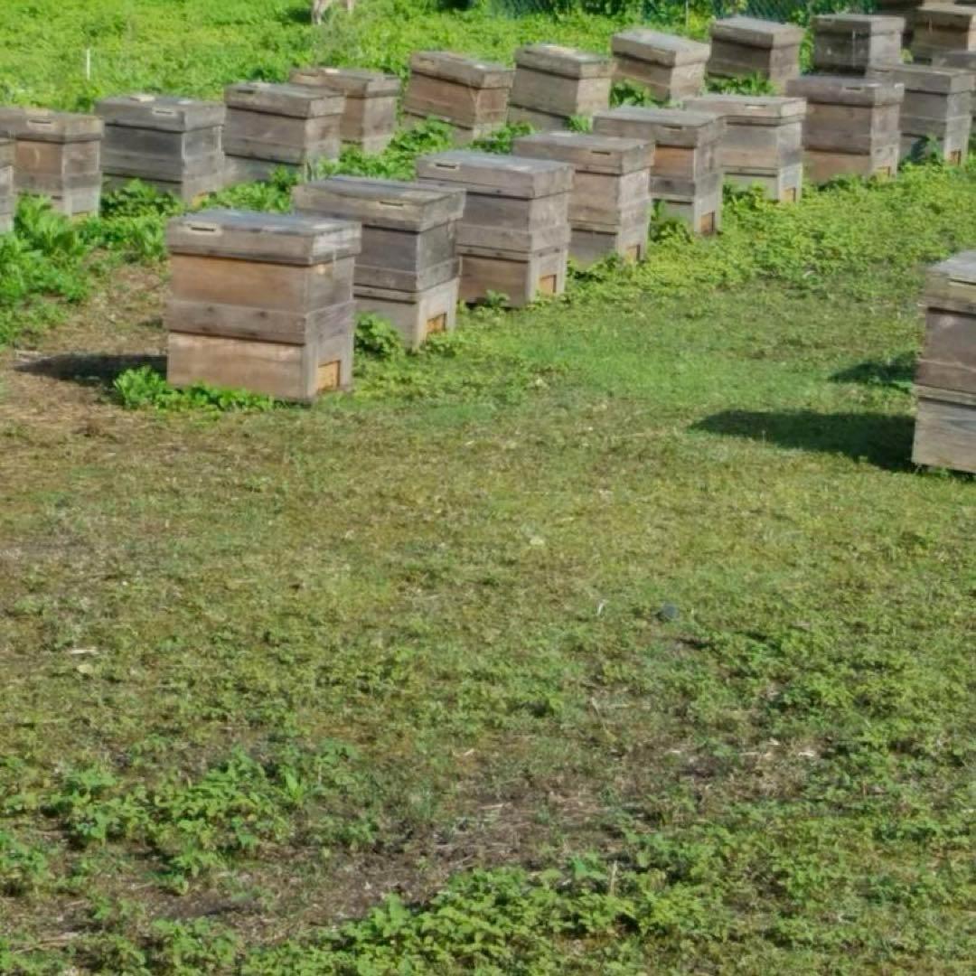 【限定結晶品】国産 無添加 非加熱　純粋生蜂蜜　山の花々のはちみつ　600g×2