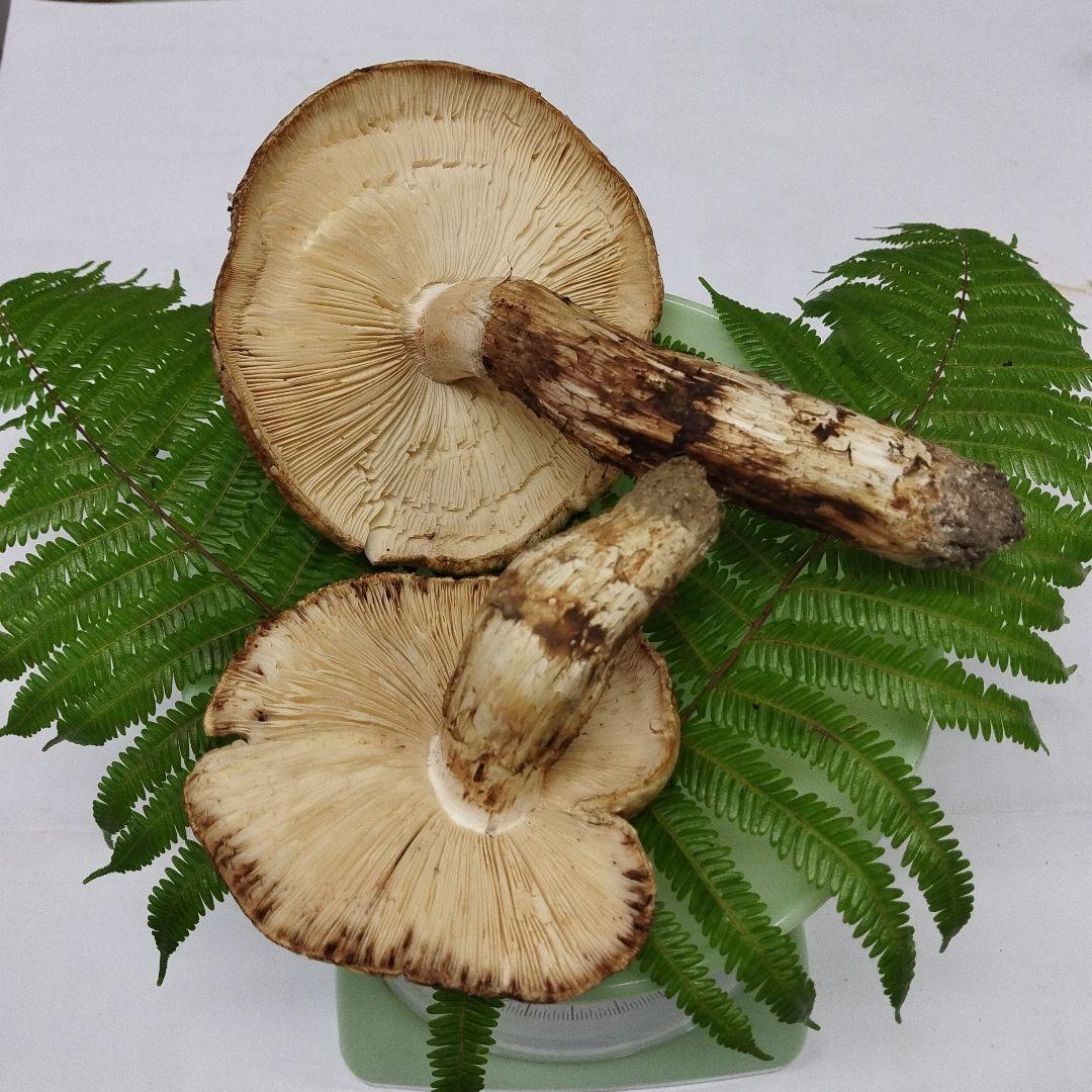 な*や様 広島県産松茸