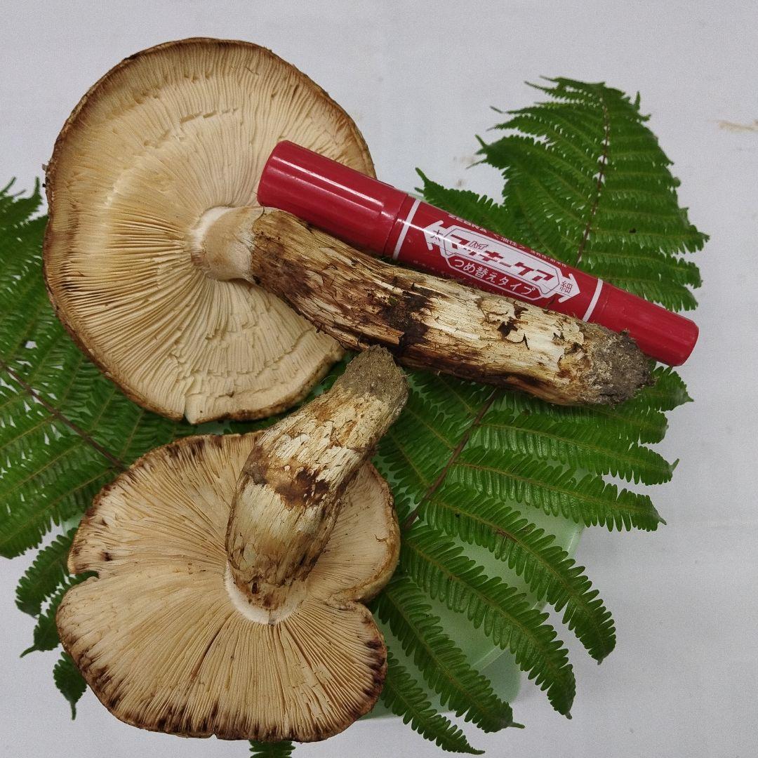 な*や様 広島県産松茸