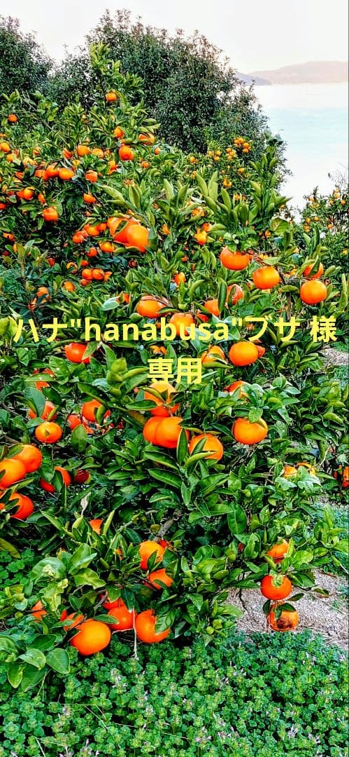 産地直送❕香川県産 小原紅みかん