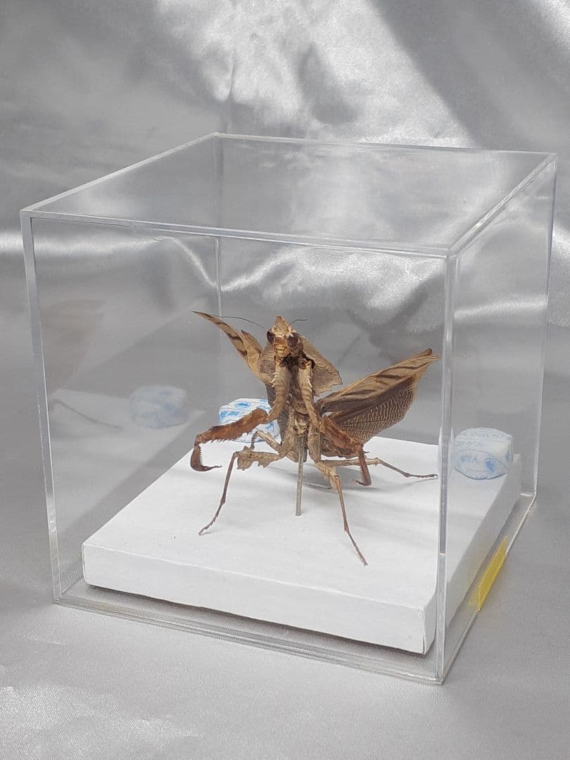 マオウカレハカマキリ雌　立体標本　魔王枯葉　ラスト１