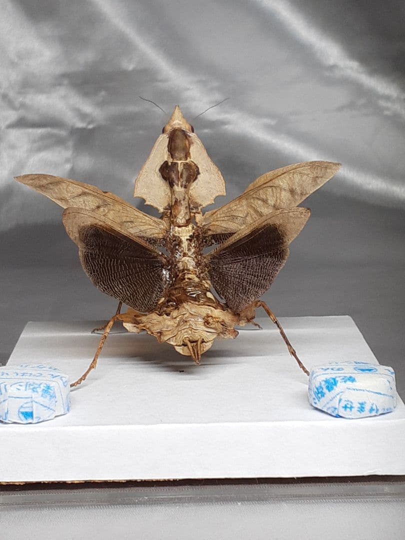 マオウカレハカマキリ雌　立体標本　魔王枯葉　ラスト１