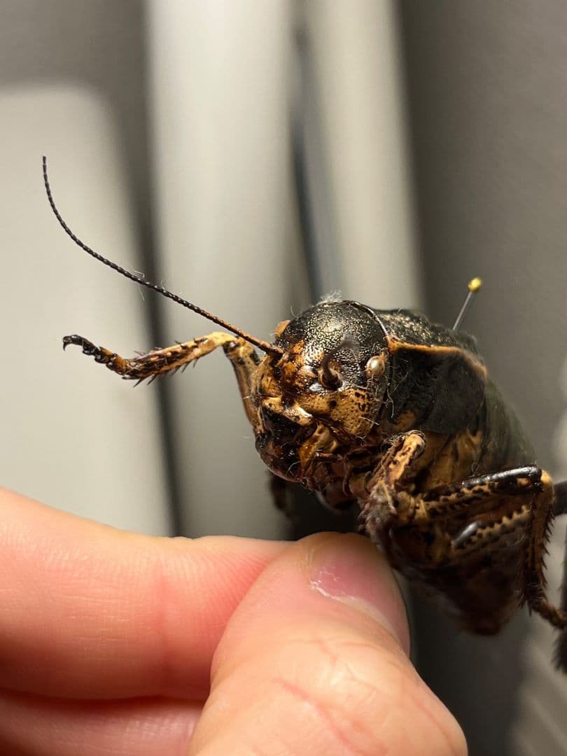 【58mm♂】ヨロイコロギス Bradyporus 標本 リオック