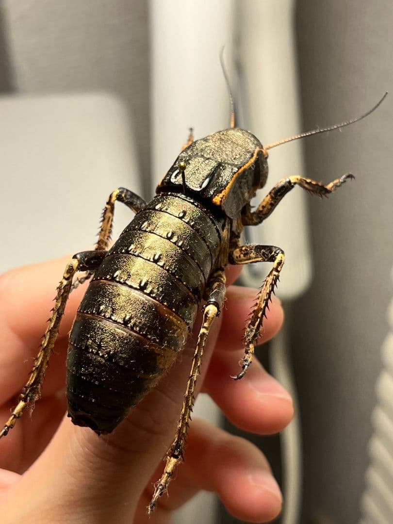 【58mm♂】ヨロイコロギス Bradyporus 標本 リオック