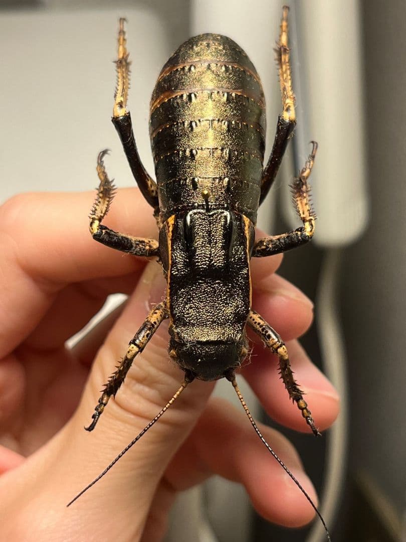 【58mm♂】ヨロイコロギス Bradyporus 標本 リオック