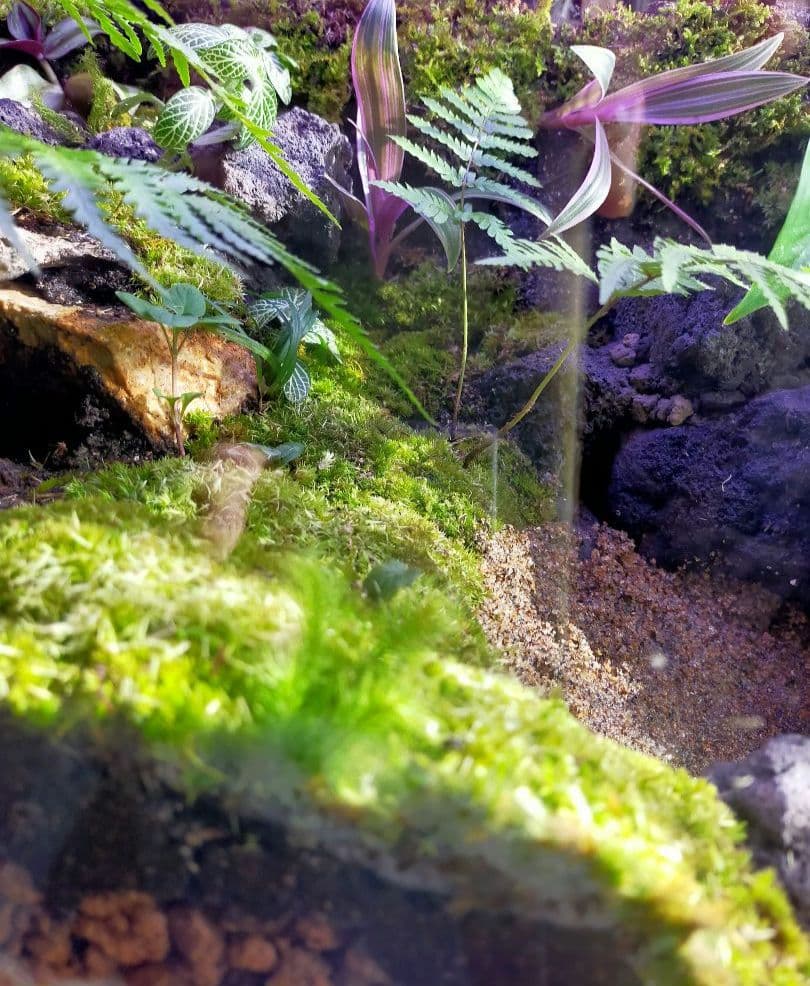 苔テラリウムケージ 水場と陸地のあるカエル・イモリ向けレイアウト（45cm水槽）