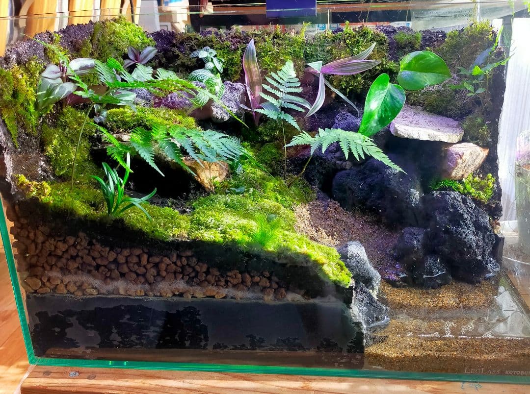 苔テラリウムケージ 水場と陸地のあるカエル・イモリ向けレイアウト（45cm水槽）