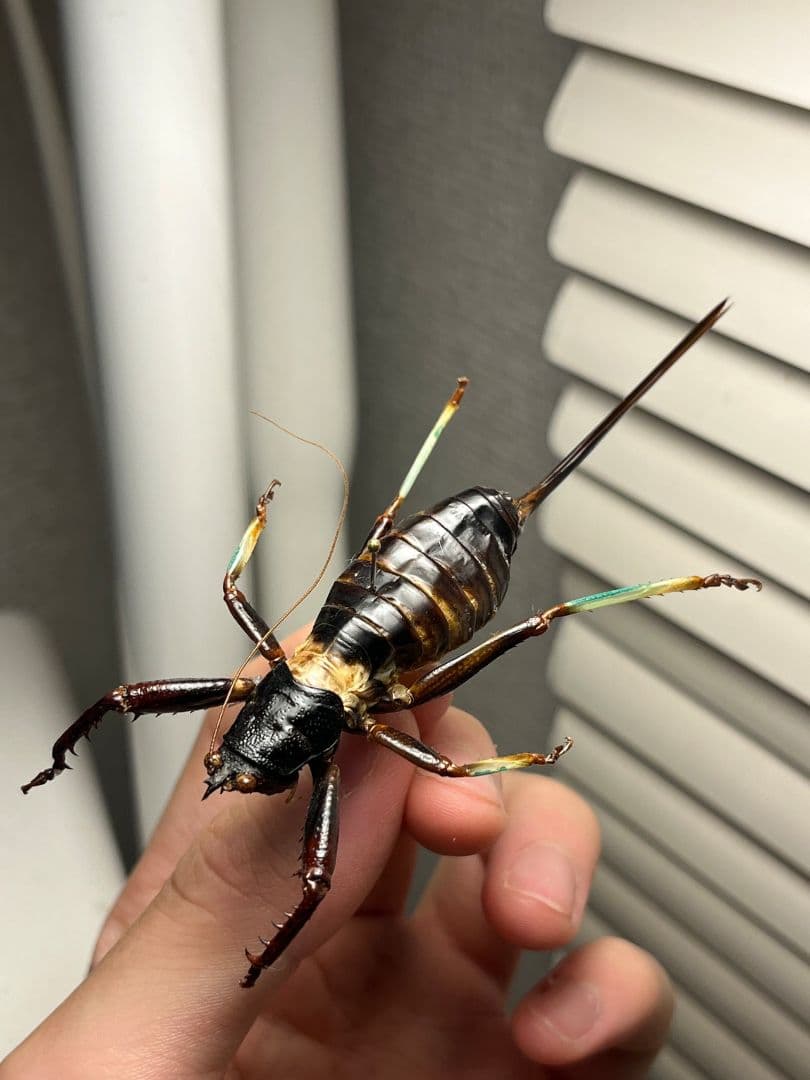【94mm♀】マッチョキリギリス コロギス リオック　昆虫標本