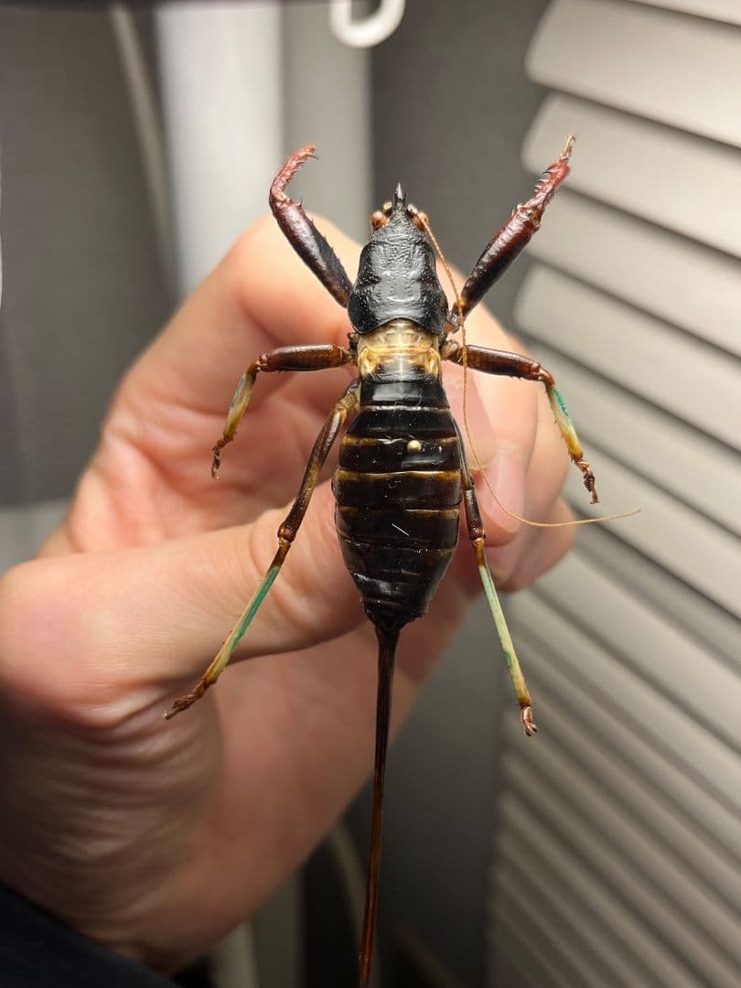 【94mm♀】マッチョキリギリス コロギス リオック　昆虫標本