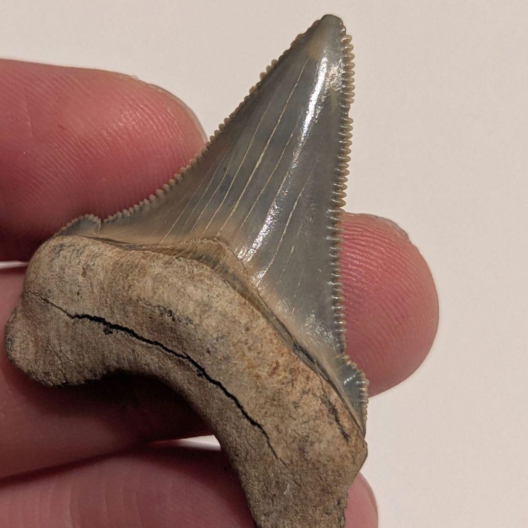 オトドゥス アングスティデンスの歯の化石 OT1205