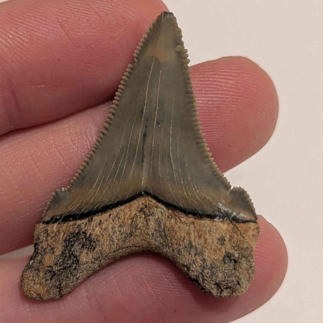 オトドゥス アングスティデンスの歯の化石 OT1205