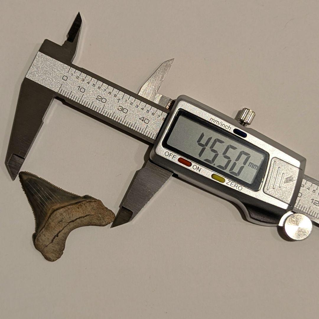 オトドゥス アングスティデンスの歯の化石 OT1205