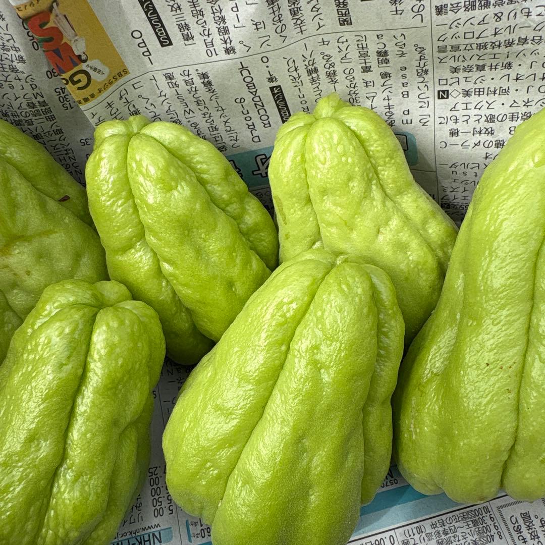 ハヤトウリ　14キロ 富士山麓産