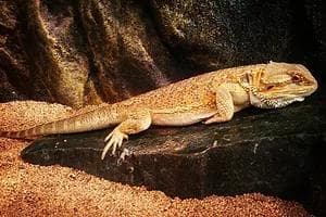 爬虫類　バスキングスロープ　17