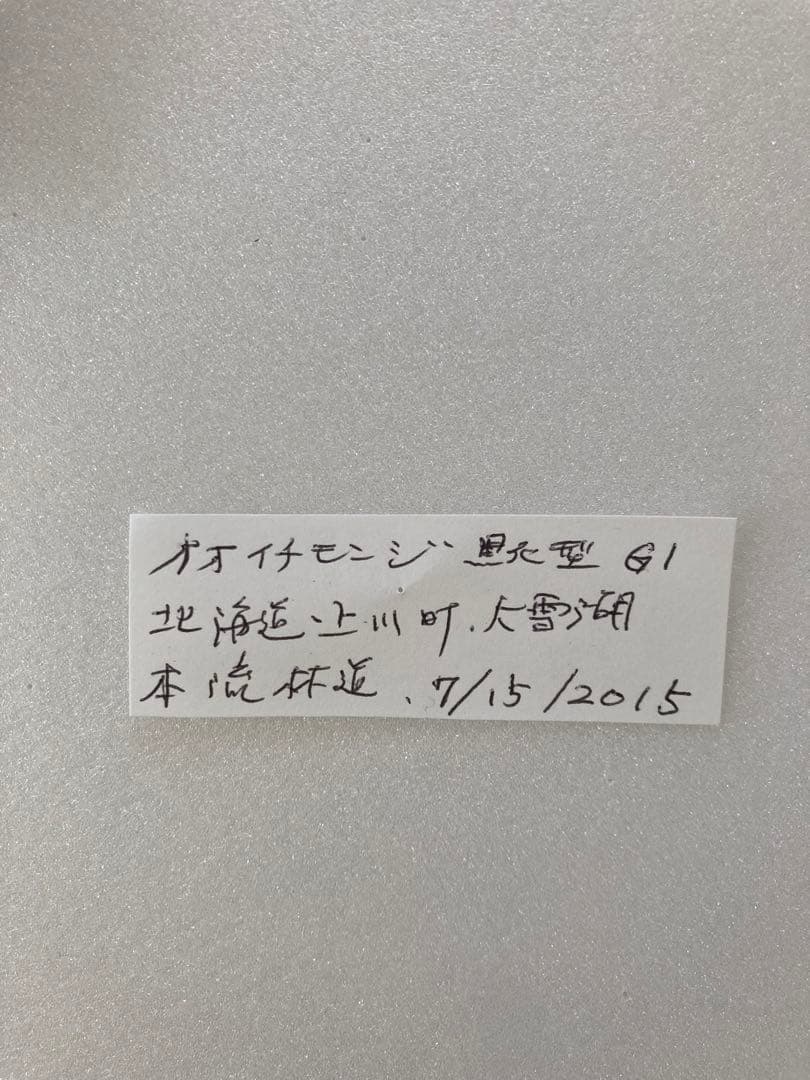 オオイチモンジ（黒化型 1オス 大雪湖産）