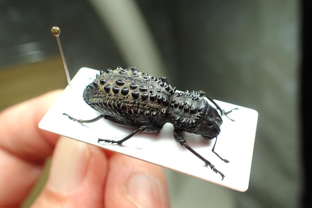 知る人ぞ知る！オーストラリアの異形ゾウムシGagatophorus！