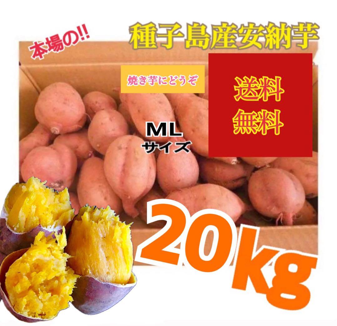 種子島産安納芋　MLサイズ20kgさつまいも 安納芋　紅#20