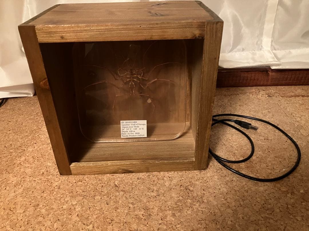 ウミグモ　深海生物樹脂封入標本 LEDライト付き 木製ケース