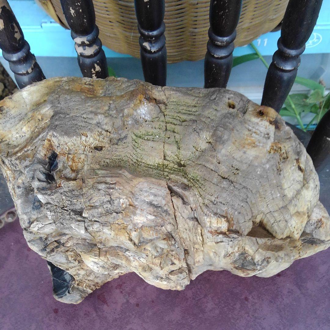 珪化木　化石　博物館級