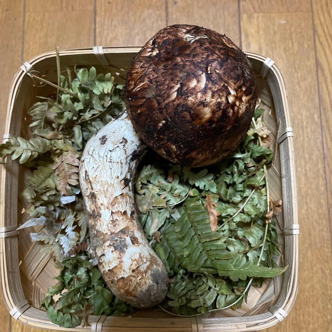 岩手県久慈市産松茸160g