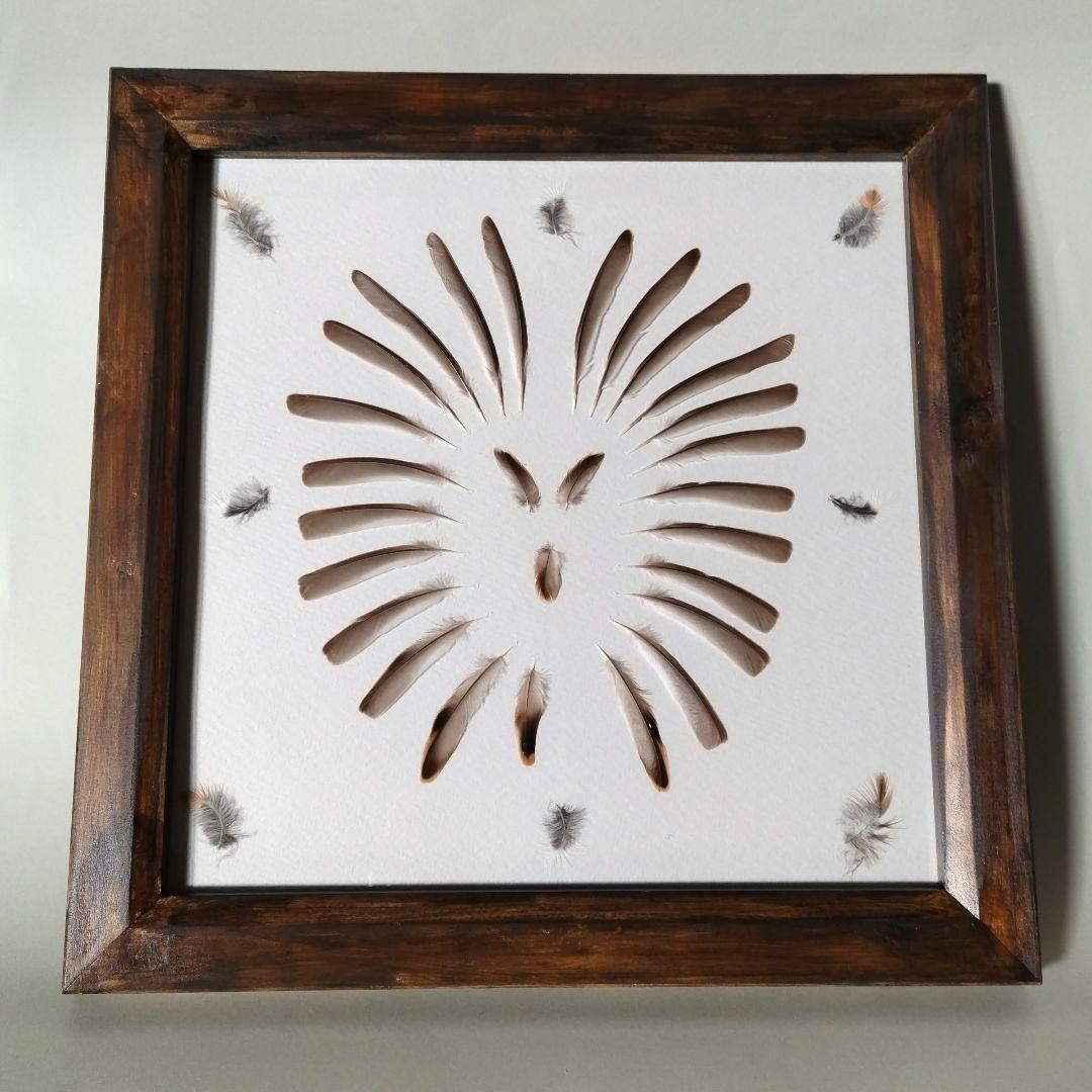 【匿名配送】カシラダカ 羽根 風切 アートフレーム