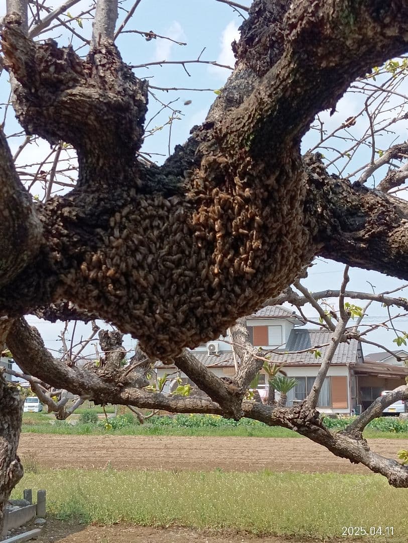 国産天然はちみつ　ニホンミツバチの百花蜜　1150グラム　2本