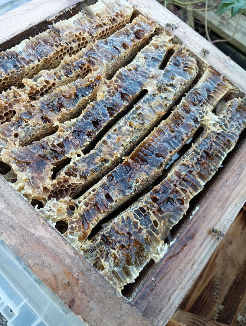 国産天然はちみつ　ニホンミツバチの百花蜜　1150グラム　2本