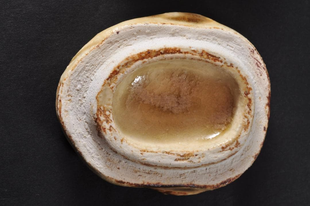 香合　猿　美濃焼　茶道具　香入れ　14代　加藤康景