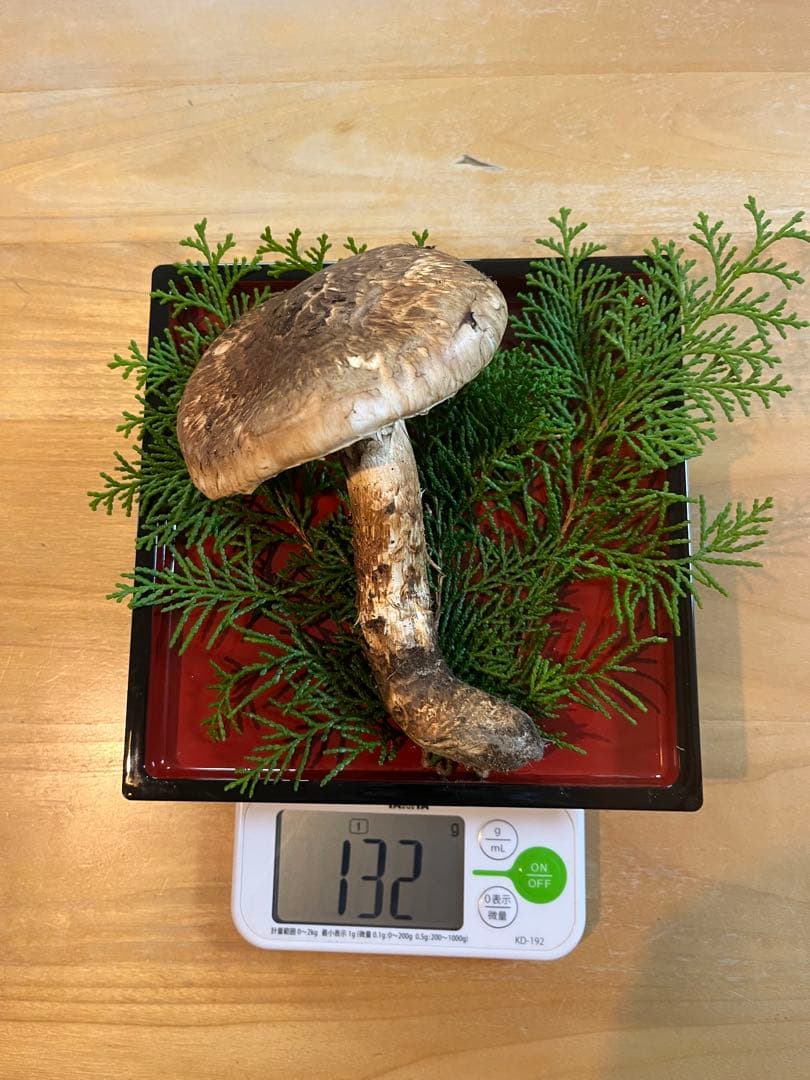 松茸170g（2本）長野県産松茸　南信州産松茸　国産松茸