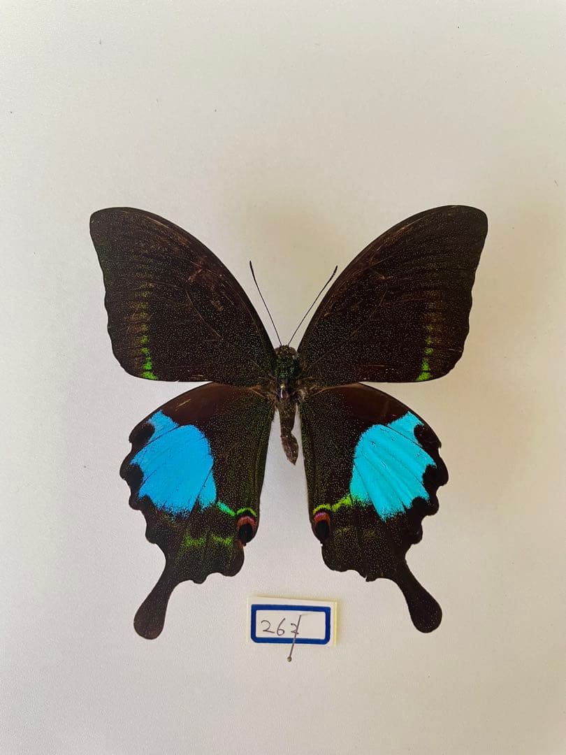 タミラナルリモンアゲハ（オス、インド・ニルギリ産）