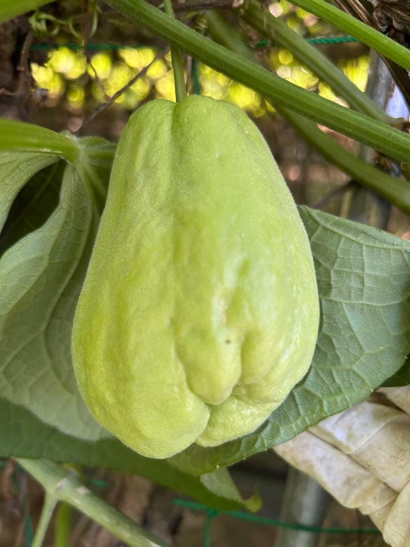 ハヤトウリ20k g