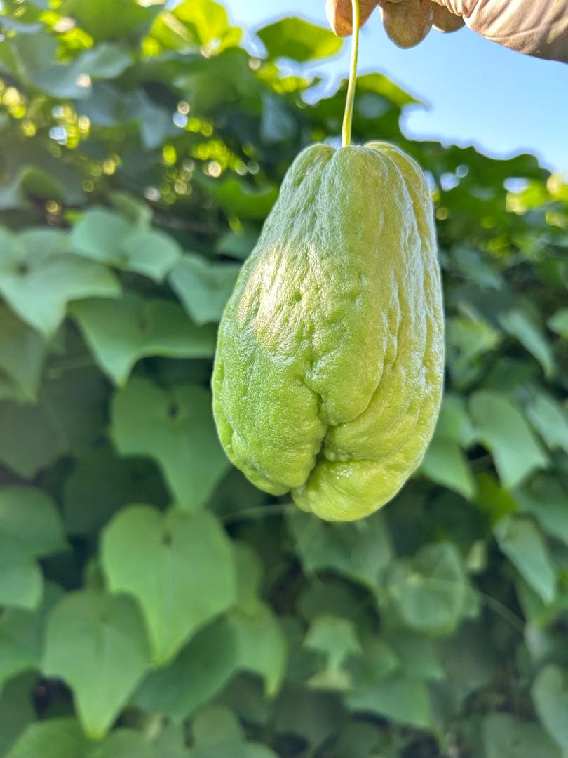 ハヤトウリ20k g